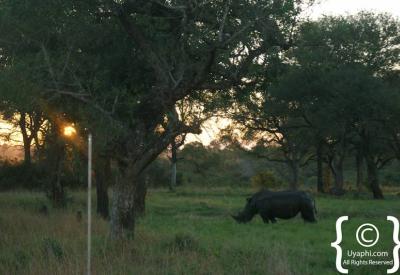 Green season lush vegetation Kruger National Park bushveld South Africa