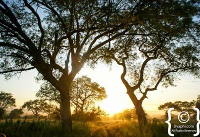 Green season lush vegetation Kruger National Park bushveld South Africa