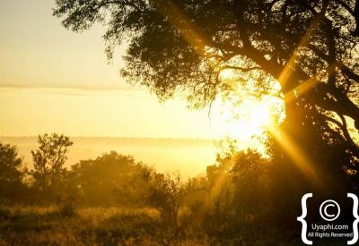 Green season lush vegetation Kruger National Park bushveld South Africa