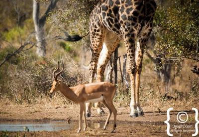 Mixed wildlife gathering at waterhole Kruger National Park South Africa safari