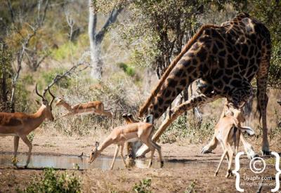Mixed wildlife gathering at waterhole Kruger National Park South Africa safari