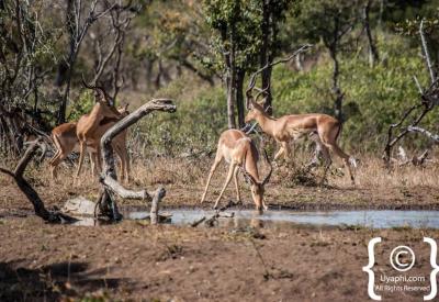 Mixed wildlife gathering at waterhole Kruger National Park South Africa safari