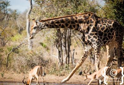Kruger National Park diverse mammal wildlife photography South Africa safari