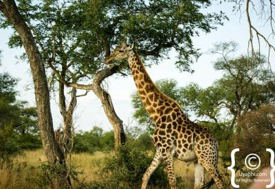 Kruger National Park diverse mammal wildlife photography South Africa safari