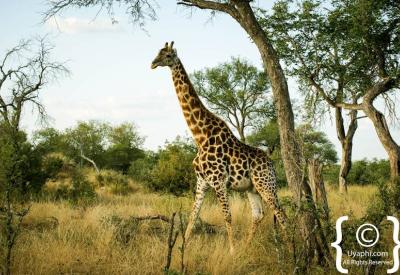 Kruger National Park diverse mammal wildlife photography South Africa safari