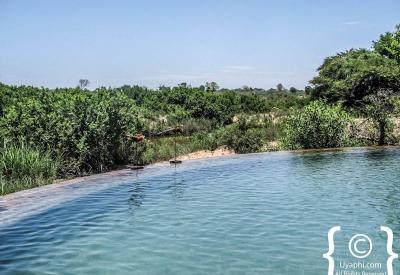 Wildlife sighting at Lion Sands River Lodge Sabie River Sabi Sand South Africa