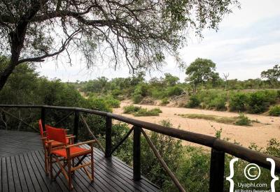 Guided bush walk armed ranger Umlani Bush Camp Timbavati Game Reserve South Africa