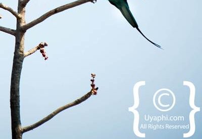 Kruger Park Birdlife Photo Gallery