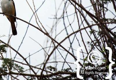 Kruger Park Birdlife Photo Gallery