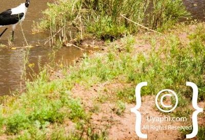 Kruger Park Birdlife Photo Gallery