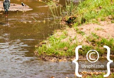 Kruger Park Birdlife Photo Gallery