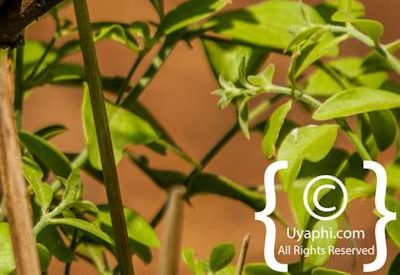 Kruger Park Birdlife Photo Gallery