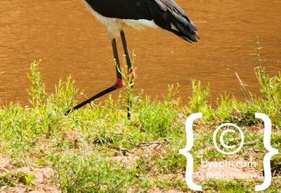 Kruger Park Birdlife Photo Gallery