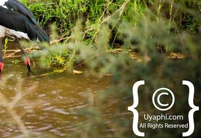 Kruger Park Birdlife Photo Gallery