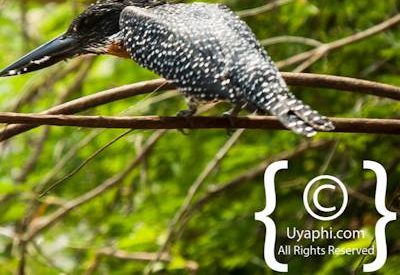 Kruger Park Birdlife Photo Gallery