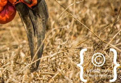 Kruger Park Birdlife Photo Gallery