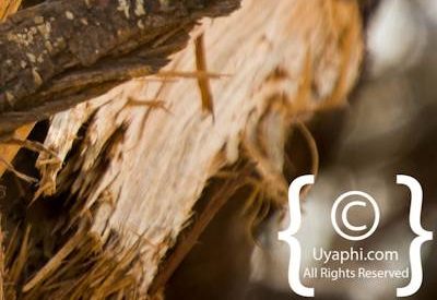 Kruger Park Birdlife Photo Gallery