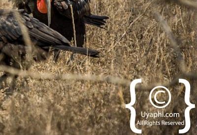 Kruger Park Birdlife Photo Gallery