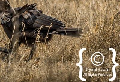 Kruger Park Birdlife Photo Gallery