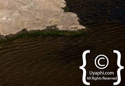 Birdlife Photographs Kruger Park