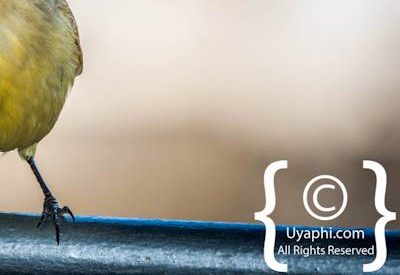 Birdlife Photographs Kruger Park