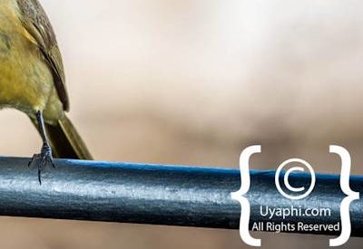 Birdlife Photographs Kruger Park