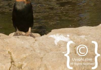 Birdlife Photographs Kruger Park