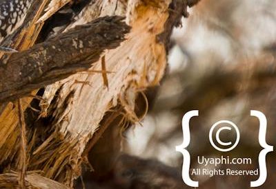 Kruger Park Birdlife Photo Gallery