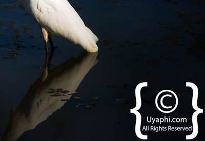 Birdlife Photographs Kruger Park