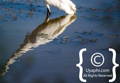 Birdlife Photographs Kruger Park