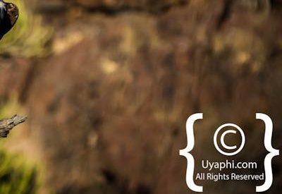 Birdlife Photographs Kruger Park