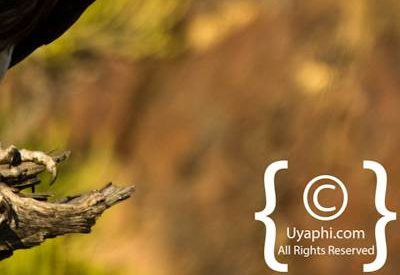 Birdlife Photographs Kruger Park