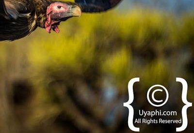 Birdlife Photographs Kruger Park