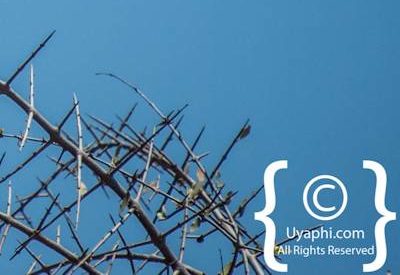 Birdlife Photographs Kruger Park