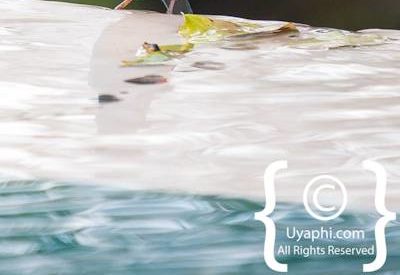 Birdlife Photographs Kruger Park