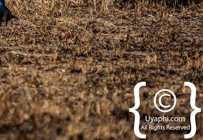 Birdlife Photographs Kruger Park