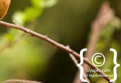 Kruger Park Birdlife Photo Gallery