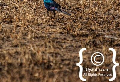 Birdlife Photographs Kruger Park