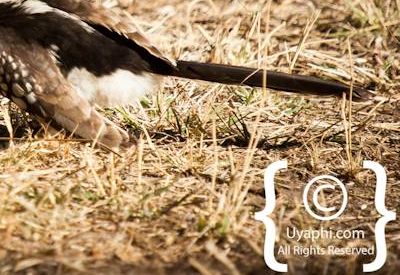 Birdlife Photographs Kruger Park
