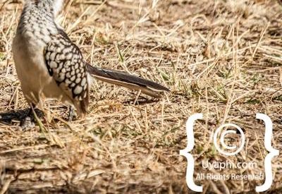 Birdlife Photographs Kruger Park