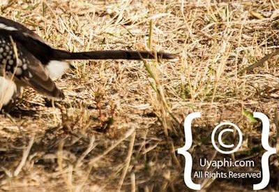 Birdlife Photographs Kruger Park