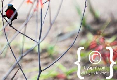 Birdlife Photographs Kruger Park