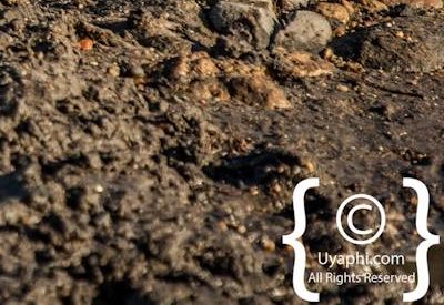 Birdlife Photographs Kruger Park