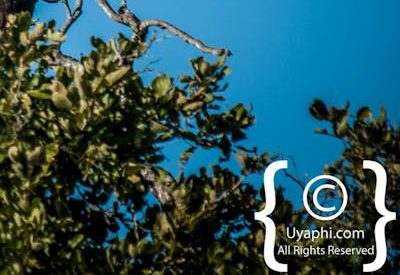 Birdlife Photographs Kruger Park