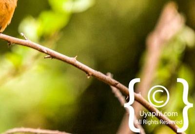 Kruger Park Birdlife Photo Gallery