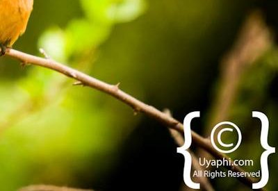 Kruger Park Birdlife Photo Gallery