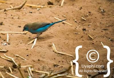 Kruger Park Birdlife Photo Gallery