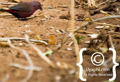 Kruger Park Birdlife Photo Gallery