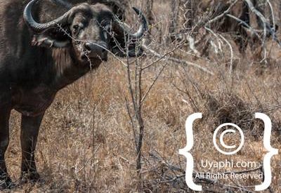Kruger Park Buffalo Photo Gallery