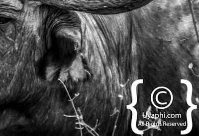 Buffalo Photos in the Kruger